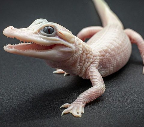 The color of leucistic crocodiles can change over time because, unlike albino animals, they still have genes for pigment.