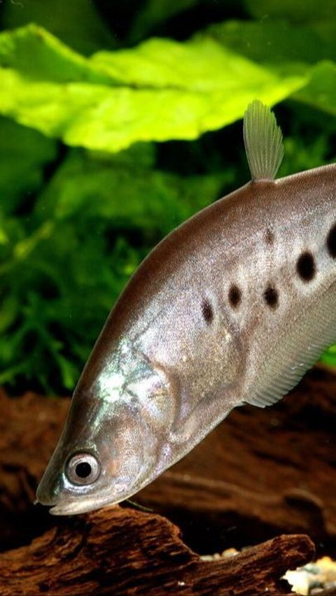 Mengenal Ikan Belida, Hewan Endemik Sumatera Selatan yang Dikagumi