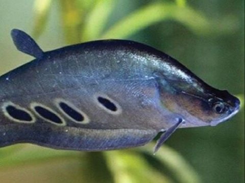 Getting to Know the Belida Fish, an Endemic Animal of South Sumatra that is Admired