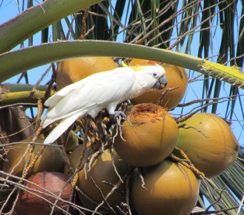 Facts about the Yellow-Crested Abotti Cockatoo, a Beautiful Endemic Animal of Sumenep