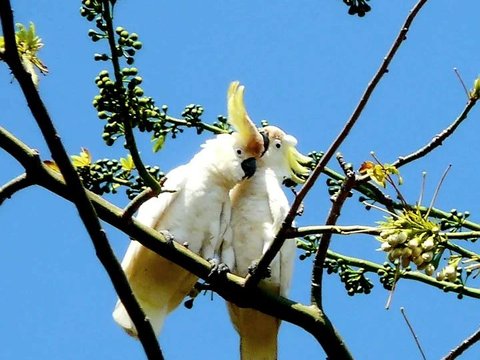 Facts about the Yellow-Crested Abotti Cockatoo, a Beautiful Endemic Animal of Sumenep