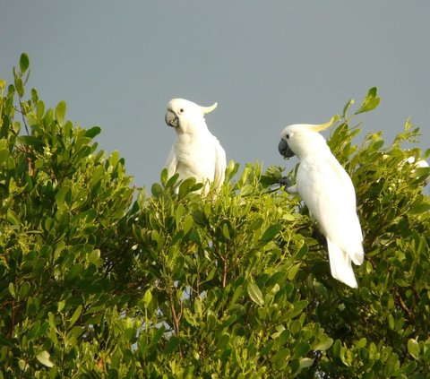 Facts about the Yellow-Crested Abotti Cockatoo, a Beautiful Endemic Animal of Sumenep