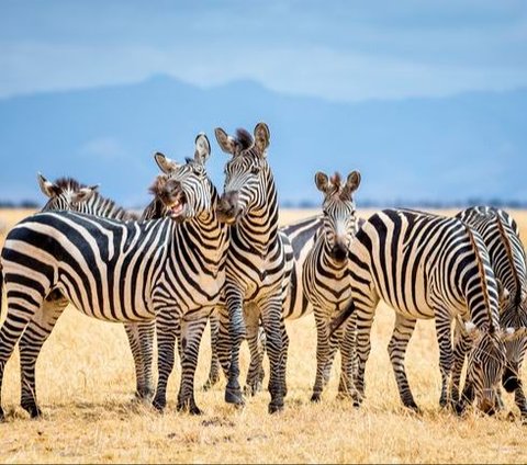 Jealous, This is What the Male Zebra Does When He Sees His Mate Pregnant by Another Male