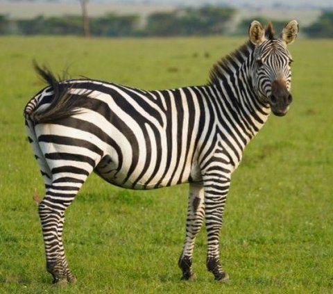 Jealous, This is What the Male Zebra Does When He Sees His Mate Pregnant by Another Male