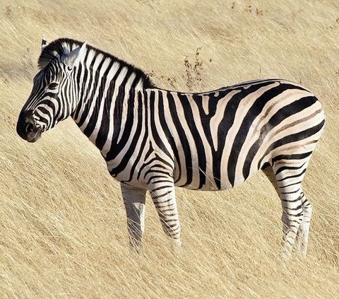 Jealous, This is What the Male Zebra Does When He Sees His Mate Pregnant by Another Male