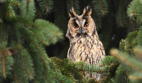 1. Long-Eared Owl