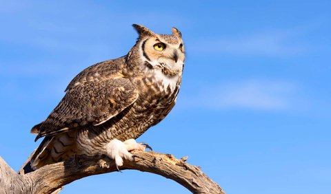 5. Large Horned Owl