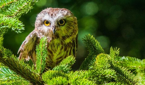 8. Northern Saw-whet Owl