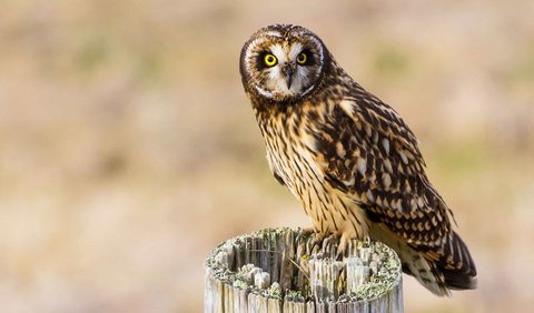 9. Short-Eared Owl