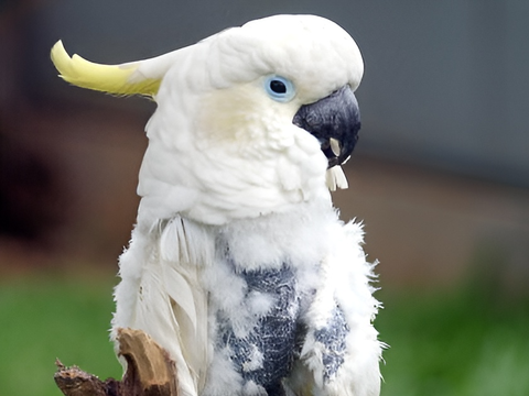 Facts about the Yellow-Crested Abotti Cockatoo, a Beautiful Endemic Animal of Sumenep