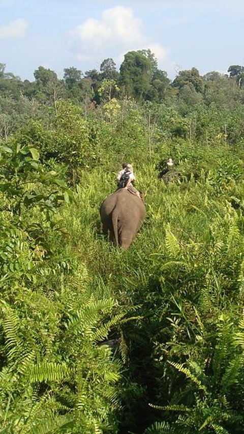 <b>Kini Jadi Sasaran Perambah Hutan, Ini Fakta Menarik Taman Nasional Tesso Nilo di Riau</b>