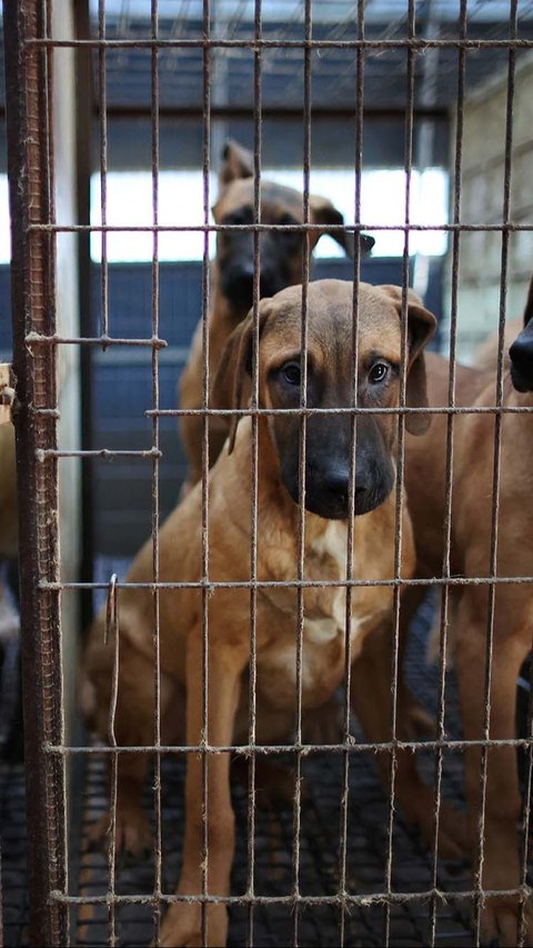 FOTO: Nestapa Anjing-Anjing di Peternakan Korea Selatan, Dipelihara untuk Dijadikan Makanan
