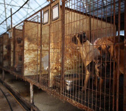 FOTO: Nestapa Anjing-Anjing di Peternakan Korea Selatan, Dipelihara untuk Dijadikan Makanan