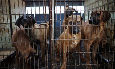 FOTO: Nestapa Anjing-Anjing di Peternakan Korea Selatan, Dipelihara untuk Dijadikan Makanan