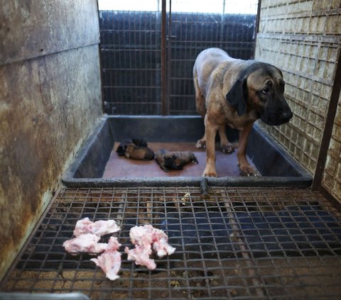 FOTO: Nestapa Anjing-Anjing di Peternakan Korea Selatan, Dipelihara untuk Dijadikan Makanan