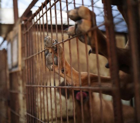 FOTO: Nestapa Anjing-Anjing di Peternakan Korea Selatan, Dipelihara untuk Dijadikan Makanan