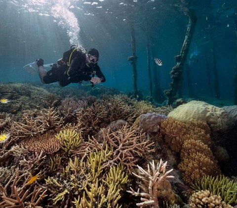 Seorang wisatawan menikmati keindahan bawah laut di Raja Ampat, Papua Barat, pada 5 November 2023. Jauh dari hiruk pikuk kota metropolitan, Raja Ampat memiliki suguhan alam yang begitu mengagumkan.