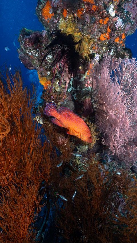 Tak hanya gugusan pulau berpadu laut biru yang memesona, Raja Ampat juga memiliki surga bawah laut yang luar biasa indah. Lillian Suwanrumpha / AFP