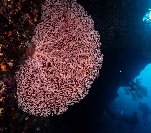 FOTO: Penampakan Indahnya Surga Bawah Laut Raja Ampat, Destinasi Diving Terbaik di Dunia