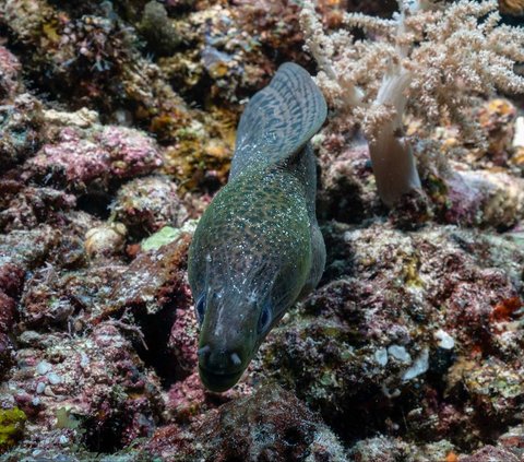 FOTO: Penampakan Indahnya Surga Bawah Laut Raja Ampat, Destinasi Diving Terbaik di Dunia