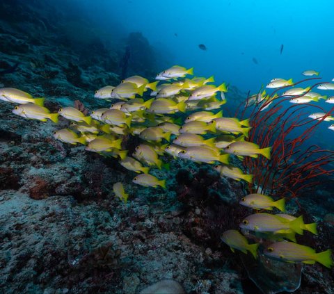 FOTO: Penampakan Indahnya Surga Bawah Laut Raja Ampat, Destinasi Diving Terbaik di Dunia