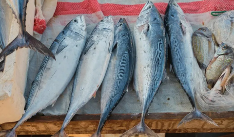 3. Ikan Cakalang