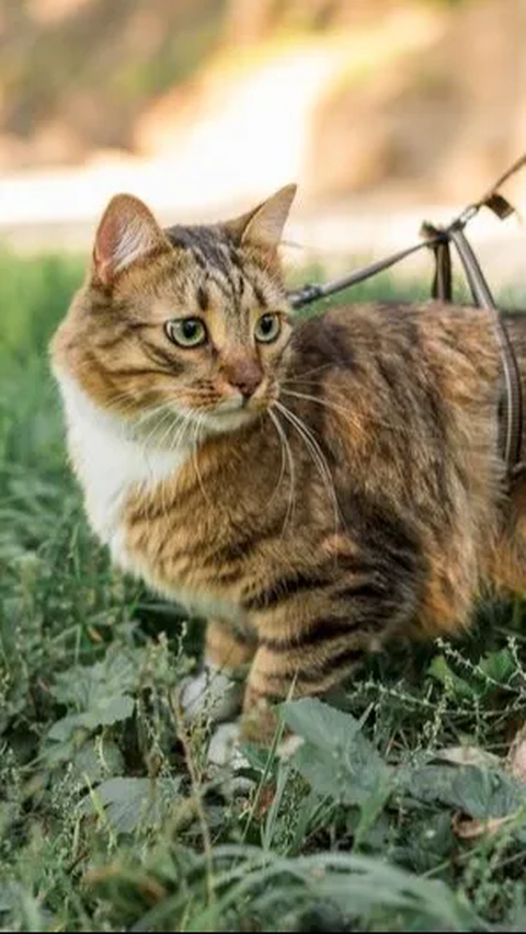Mengatasi Kucing Betina Birahi, Tips Agar Tetap Tenang dan Tidak Berisik