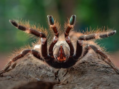 Why Do Tarantula Animals Have Hairs? It Turns Out This Is Their Function