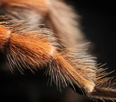 Why Do Tarantula Animals Have Hairs? It Turns Out This Is Their Function