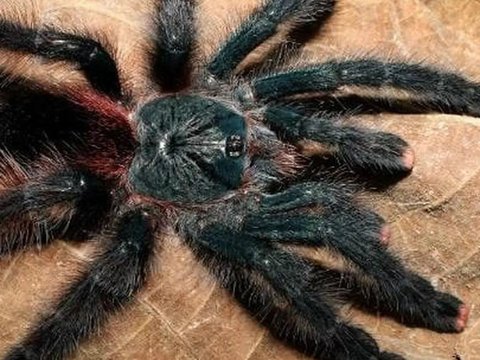 Why Do Tarantula Animals Have Hairs? It Turns Out This Is Their Function