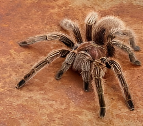 Many tarantulas in the Western Hemisphere also have up to 1 million sharp, deadly hairs on their abdomen that they use for defense. These spiny hairs or urticaria can stick to the skin, eyes, and mucous membranes of predators, causing irritation.