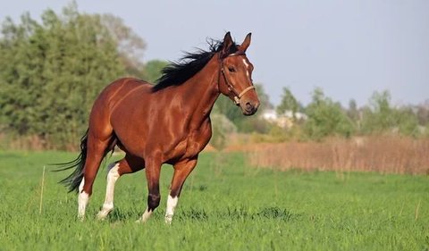 11. Horse