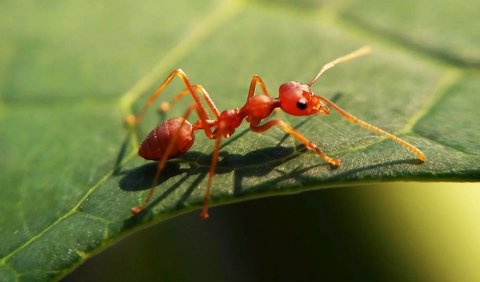 5. Red Ant