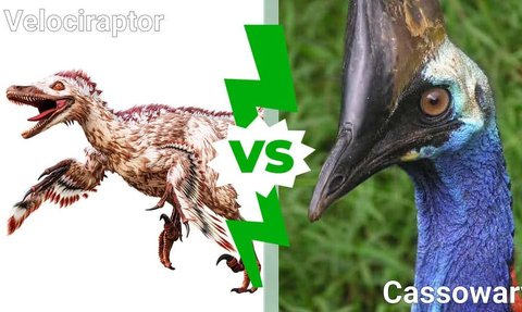 If a Velociraptor and a Cassowary Fight, Who Would Be the Winner?