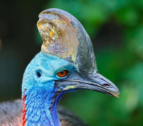 If a Velociraptor and a Cassowary Fight, Who Would Be the Winner?