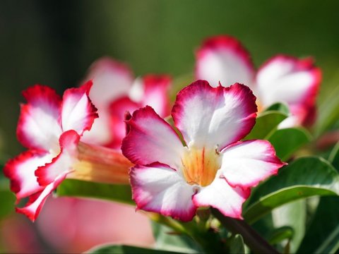 Adenium Obesum