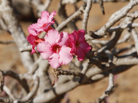 Adenium Swazicum