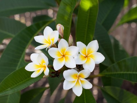 Plumeria Rubra