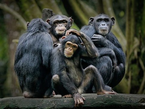 Chimpanzees Can Actually Go Through Menopause, Darwin's Theory Strengthens