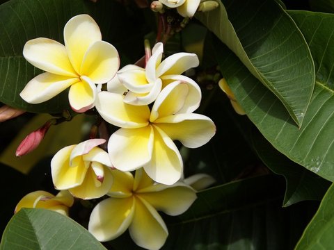 Plumeria Alba