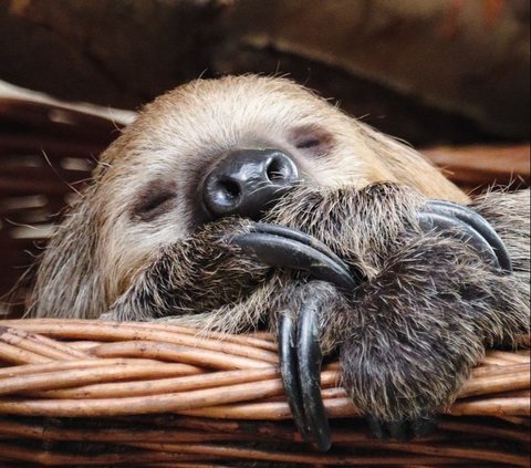 Often Called Slow, the Sloth is Actually Great at Swimming