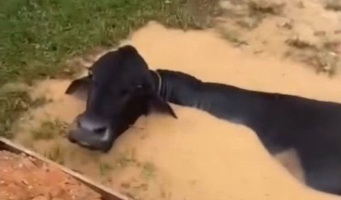 Cow Trapped in Graveyard during Flood, Want to Laugh but Pity