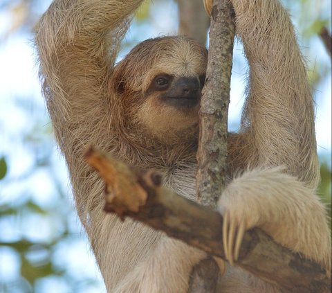 Often Called Slow, the Sloth is Actually Great at Swimming