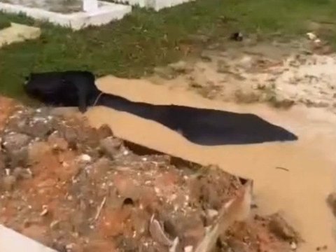 Cow Trapped in Graveyard during Flood, Want to Laugh but Pity