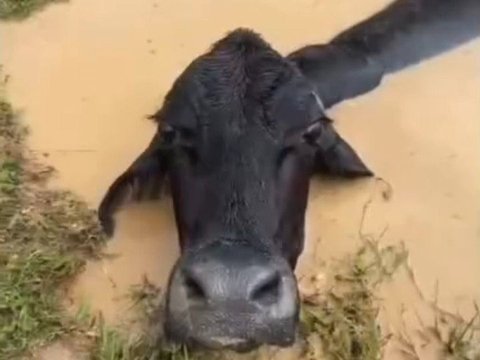 Cow Trapped in Graveyard during Flood, Want to Laugh but Pity