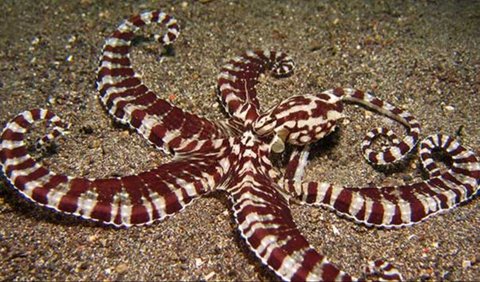 <b>5. Mimic Octopus</b>