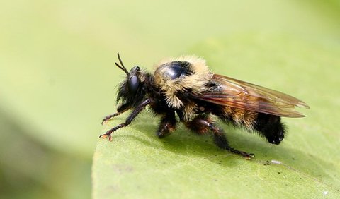 3. Bumblebee Robberfly