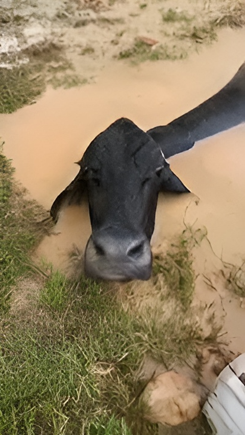 Cow Trapped in a Grave during Flood, Want to Laugh but Feel Sorry.