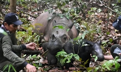 Delilah, Endangered Sumatran Rhino Finally Gives Birth in Way Kambas