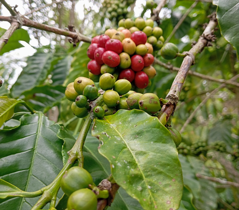 Area Panen Kopi Indonesia Terbesar Kedua Dunia tapi Produktivitas Rendah, Begini Solusinya